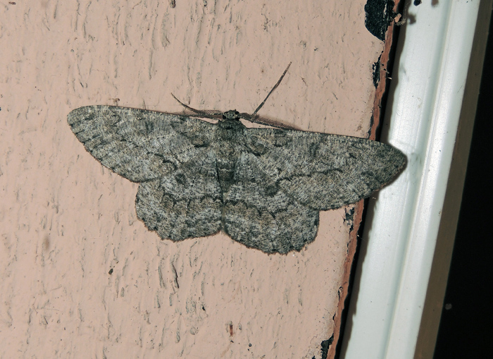 Hypomecis punctinalis Geometridae